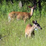 Deer in Meadow, Green Road