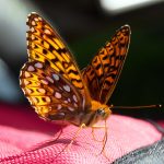 Butterfly, Green Road