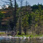 Stephens Pond #1