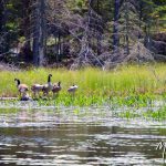 Stephens Pond #2